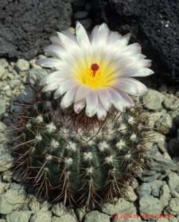 Notocactus cv. roseoluteus